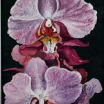 Maclean Orchid