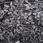 Blackberry canes linocut for slider