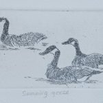 Swimming Geese for sl⁯ider