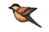 Intarsia Wooden Birds